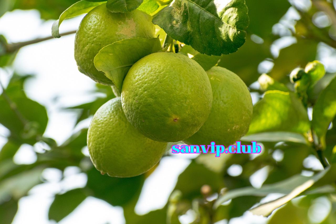Featured image of post Chuyến đi dã ngoại bắt đầu vào thứ Năm tuần trước - iwin58